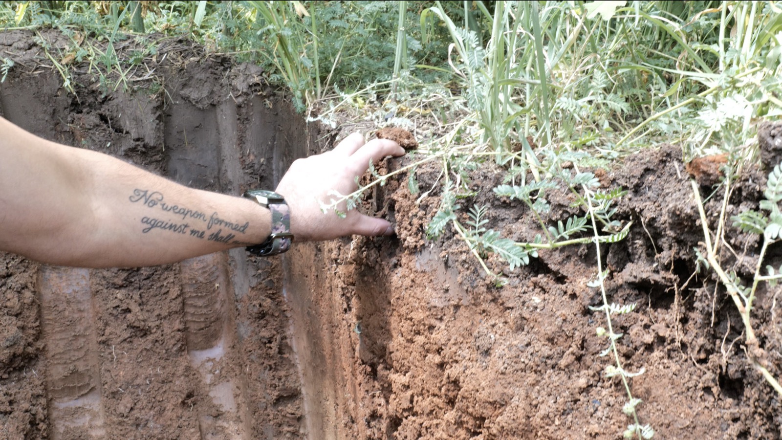 Hand at the edge of the hemp stand: dark soil under plants, redder clay beyond