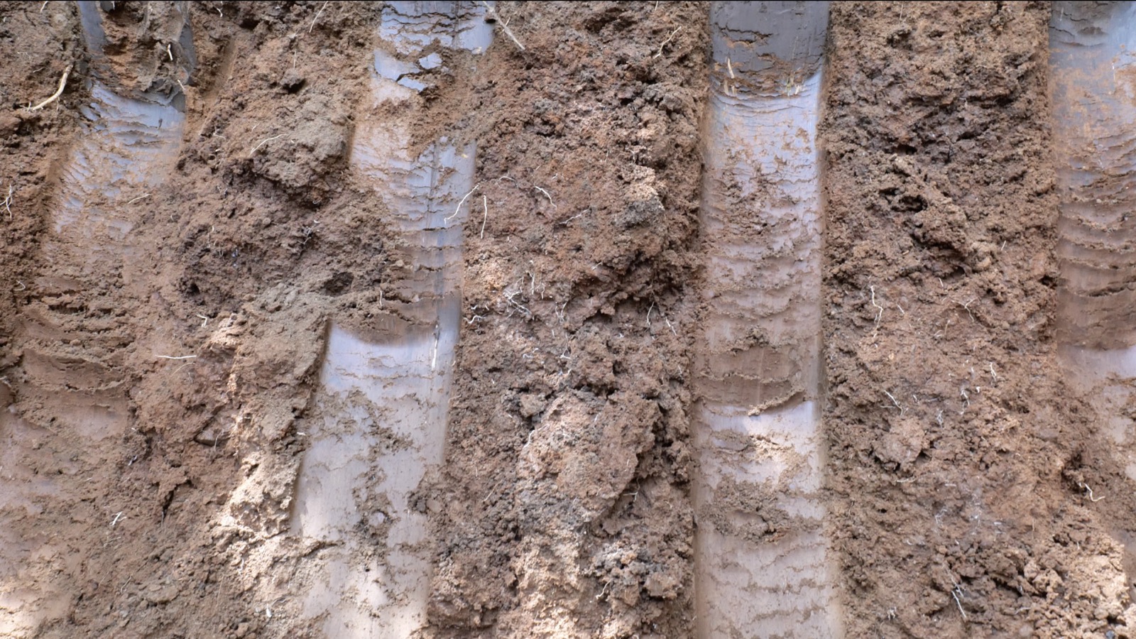 Redder clay face with fine white roots