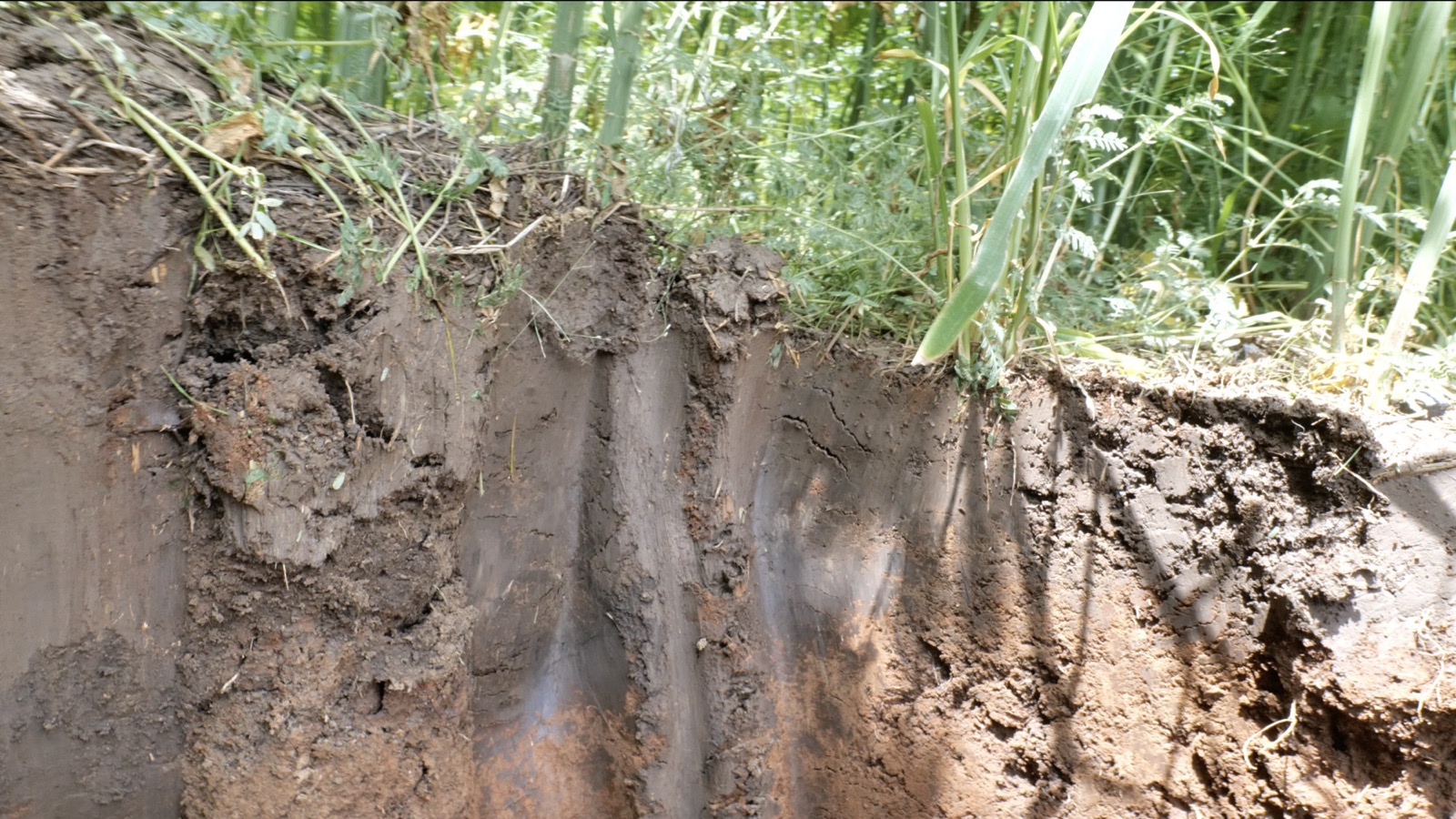 Dark layer thick under denser hemp, thinning toward clay at the open edge