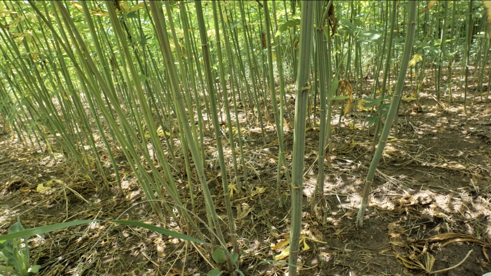 Dense hemp stems with litter on the soil